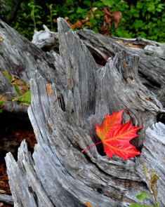 A splash of color on old driftwood!East Beach - Lake of Two Rivers