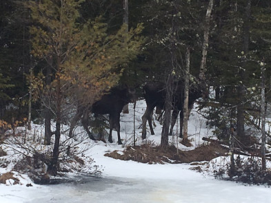 Spring Moose