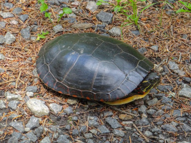 Painted turtle on the Old Railway Bike Trail