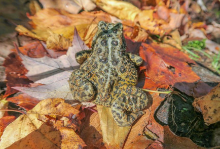 Centennial Ridges Toad