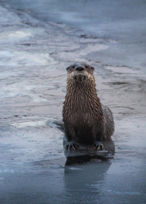 FMN Otter on ice